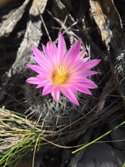 Rapicactus beguinii