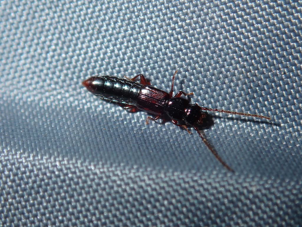 Parasiagonum
