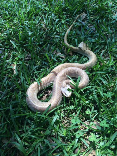 Plain-bellied Watersnake photographed in Louisiana