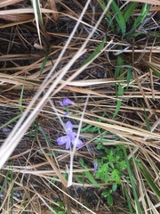 Iris gracilipes