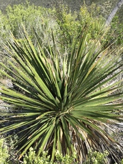 Dasylirion cedrosanum