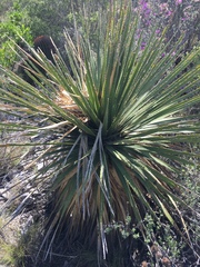 Dasylirion cedrosanum