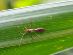 Phaenacantha bicolor