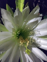 Cereus