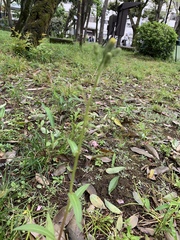 Picris japonica