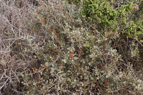 Image of Septulina glauca by (c) Tony Rebelo, some rights reserved (CC BY-SA)