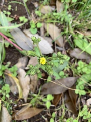 Picris japonica