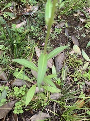 Picris japonica