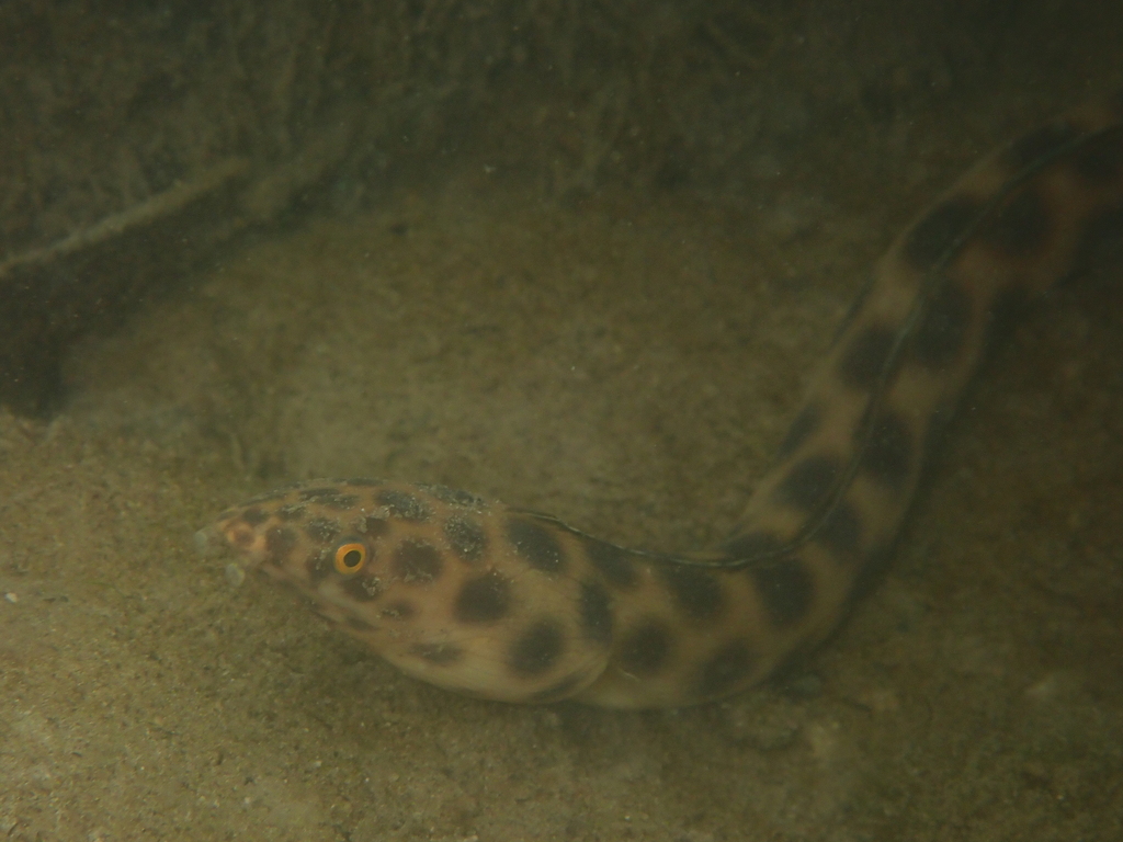 Myrichthys xysturus from Puerto Ayora, Ecuador on 2024년 03월 15일 (금) at 11:39 오전 by tim h · iNaturalist Myrichthys xysturus
