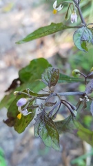 Solanum opacum
