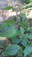 Solanum opacum