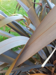 Phormium