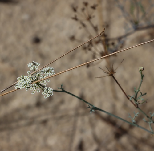 Peninsula Sandcelery (Dasispermum perennans)