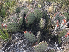 Opuntia stenopetala