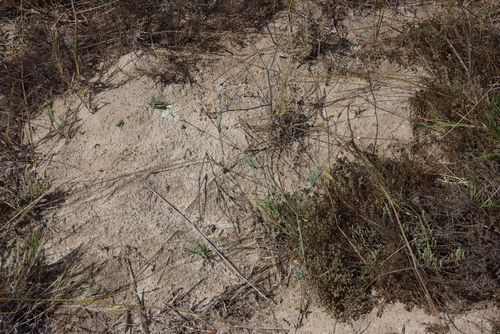 Image of Dasispermum perennans by (c) Tony Rebelo, some rights reserved (CC BY-SA)