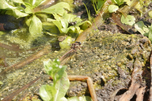 Cypress Clubtail photo 6