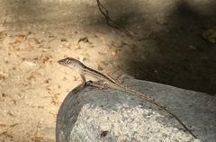 Anolis sagrei