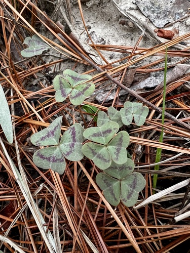 Violet wood-sorrel (Oxalis violacea)