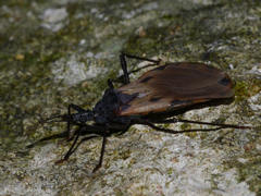 Triatoma dimidiata