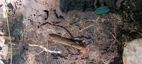 Brahminy Blindsnake photographed in Hawaii