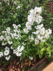 Deutzia gracilis