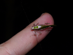 Pycnopalpa bicordata