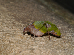 Pycnopalpa bicordata
