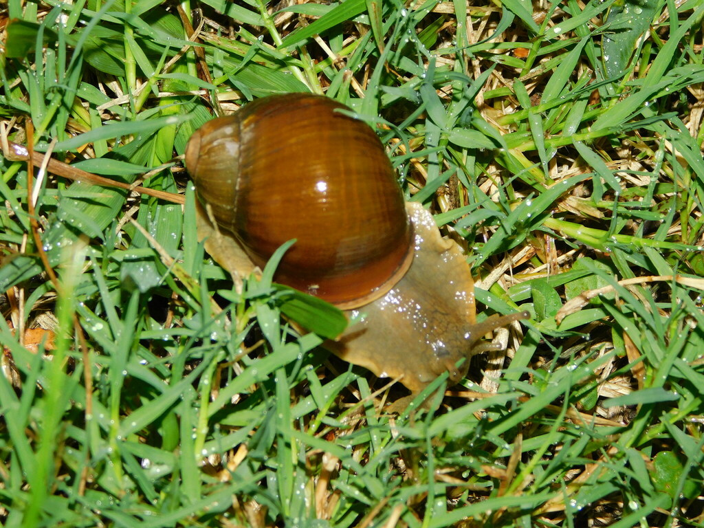 Megalobulimus globosus