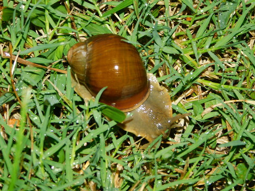 Megalobulimus globosus