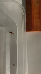 Talitroides topitotum