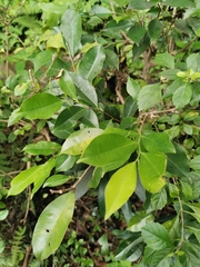 Aquilaria sinensis