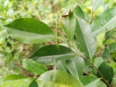 Aquilaria sinensis