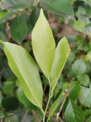 Aquilaria sinensis