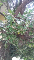 Diospyros ferrea