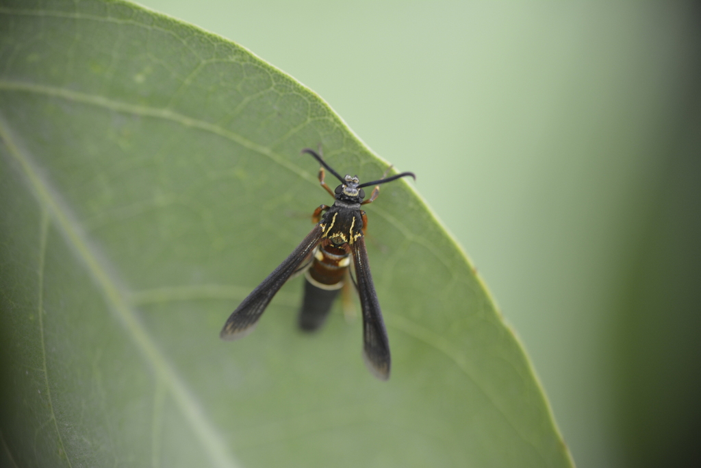 Aegerina alomyaeformis