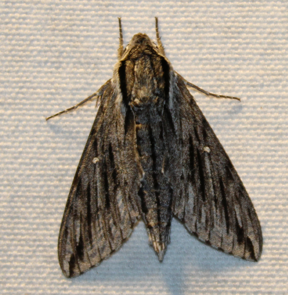 Trumpet Vine Sphinx from Acadia Parish, LA, USA on March 13, 2024 at 06 ...