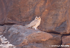 Bubo ascalaphus