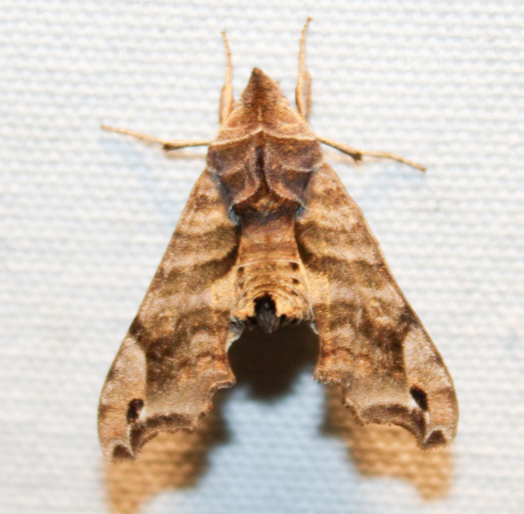 Lettered Sphinx from Acadia Parish, LA, USA on March 13, 2024 at 06:55 ...