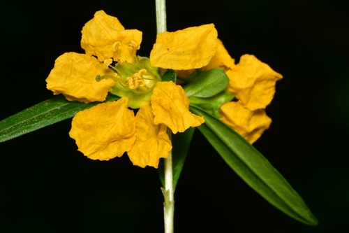 sun opener (Heimia salicifolia)  iNaturalist