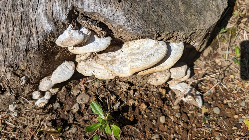Trametes orientalis · March 2024 · photo: © atsushi_nakajima_cirque (iNaturalist, cc-by)