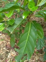 Elaeocarpus japonicus