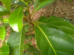 Elaeocarpus japonicus