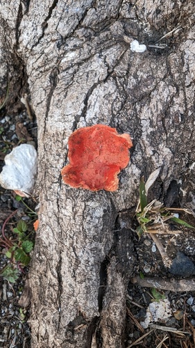 Trametes coccinea