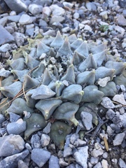Ariocarpus retusus retusus