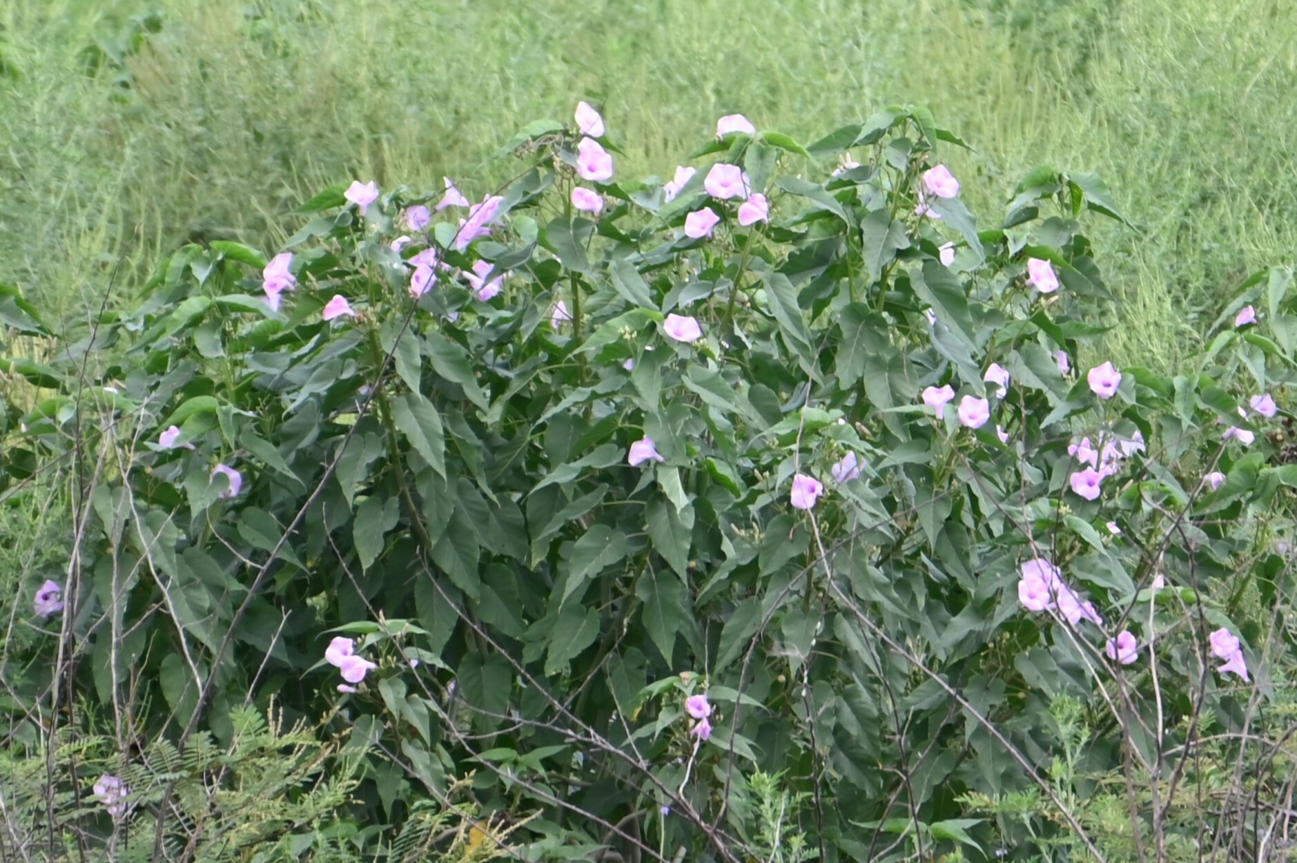 Ipomoea carnea