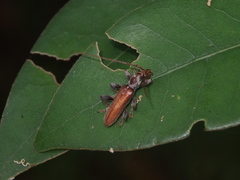 Ceresium zeylanicum