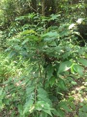Elaeagnus loureirii