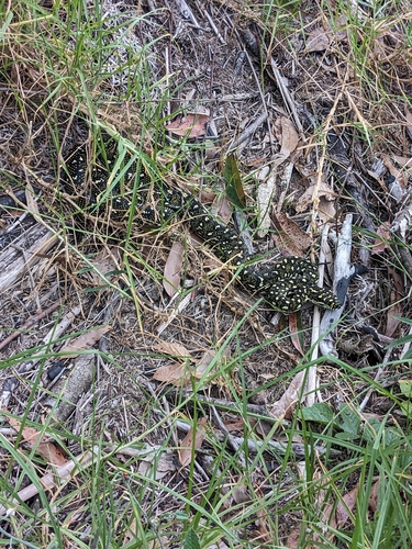 Diamond Python sighting