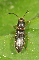 Tetralimonius nimbatus