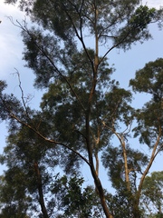 Acacia confusa